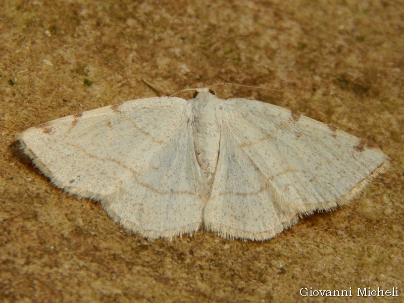 Stegania trimaculata